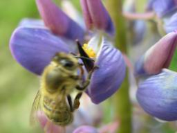 Bienenhunger.JPG