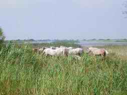 mehr von Camargue